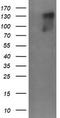 ERBB2 antibody, CF505883, Origene, Western Blot image 