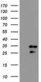 RNA Binding Protein, MRNA Processing Factor antibody, MA5-26397, Invitrogen Antibodies, Western Blot image 