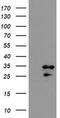 RNA Binding Protein, MRNA Processing Factor antibody, MA5-26397, Invitrogen Antibodies, Western Blot image 