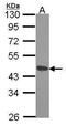 Death Associated Protein 3 antibody, PA5-29851, Invitrogen Antibodies, Western Blot image 