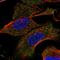 Threonine--tRNA ligase antibody, HPA066697, Atlas Antibodies, Immunofluorescence image 