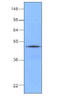 DnaJ Heat Shock Protein Family (Hsp40) Member B1 antibody, AM05642PU-S, Origene, Western Blot image 