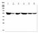 Tubulin antibody, M05613-4, Boster Biological Technology, Western Blot image 