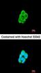 Aldehyde Dehydrogenase 1 Family Member A1 antibody, orb18294, Biorbyt, Immunocytochemistry image 