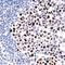 MutL Homolog 1 antibody, NBP2-26412, Novus Biologicals, Immunohistochemistry frozen image 