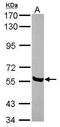 Adhesion Molecule With Ig Like Domain 1 antibody, GTX116384, GeneTex, Western Blot image 