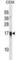 Family With Sequence Similarity 163 Member A antibody, abx028369, Abbexa, Western Blot image 