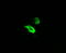 TRNA Methyltransferase 2 Homolog A antibody, LS-C174402, Lifespan Biosciences, Immunofluorescence image 