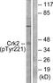 CRK Proto-Oncogene, Adaptor Protein antibody, PA5-38083, Invitrogen Antibodies, Western Blot image 