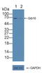 Growth Factor Receptor Bound Protein 10 antibody, LS-C373369, Lifespan Biosciences, Western Blot image 
