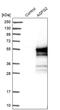 ArfGAP With FG Repeats 2 antibody, PA5-54057, Invitrogen Antibodies, Western Blot image 