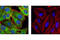 LIN28A antibody, 5930S, Cell Signaling Technology, Immunofluorescence image 