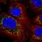BAP antibody, HPA039874, Atlas Antibodies, Immunocytochemistry image 