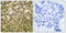 Glycogen Synthase Kinase 3 Alpha antibody, LS-C199031, Lifespan Biosciences, Immunohistochemistry frozen image 
