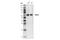 Histone Deacetylase 1 antibody, 59581S, Cell Signaling Technology, Western Blot image 