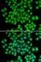 Activating Transcription Factor 2 antibody, LS-C331946, Lifespan Biosciences, Immunofluorescence image 