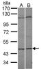 Adenylate Kinase 8 antibody, TA307964, Origene, Western Blot image 