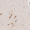 Chloride Voltage-Gated Channel 5 antibody, HPA000401, Atlas Antibodies, Immunohistochemistry paraffin image 