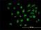SPT5 Homolog, DSIF Elongation Factor Subunit antibody, H00006829-M01, Novus Biologicals, Immunofluorescence image 