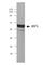 Interferon Regulatory Factor 5 antibody, 652601, BioLegend, Western Blot image 