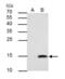 Galectin 7B antibody, PA5-31866, Invitrogen Antibodies, Immunoprecipitation image 
