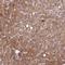 UPF0516 protein C12orf72 homolog antibody, NBP1-87995, Novus Biologicals, Immunohistochemistry paraffin image 