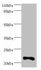 Interferon Alpha 10 antibody, LS-C317964, Lifespan Biosciences, Western Blot image 