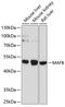 MAF BZIP Transcription Factor B antibody, A02446, Boster Biological Technology, Western Blot image 
