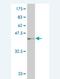 N-6 Adenine-Specific DNA Methyltransferase 1 antibody, H00029104-M01, Novus Biologicals, Western Blot image 