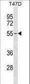 ERGIC And Golgi 2 antibody, LS-C167805, Lifespan Biosciences, Western Blot image 