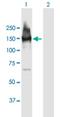 Larp antibody, H00023367-B01P, Novus Biologicals, Western Blot image 