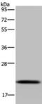 NADH:Ubiquinone Oxidoreductase Complex Assembly Factor 4 antibody, PA5-50713, Invitrogen Antibodies, Western Blot image 