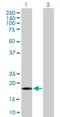 Growth Arrest And DNA Damage Inducible Alpha antibody, H00001647-B01P, Novus Biologicals, Western Blot image 