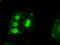 Baculoviral IAP Repeat Containing 7 antibody, TA500761, Origene, Immunofluorescence image 