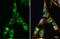 Collagen Type IV Alpha 1 Chain antibody, GTX130215, GeneTex, Immunocytochemistry image 