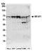 Microfibrillar-associated protein 1 antibody, A304-647A, Bethyl Labs, Western Blot image 