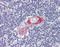 CPX Chromosome Region Candidate 1 antibody, 25-550, ProSci, Enzyme Linked Immunosorbent Assay image 