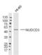 NudC Domain Containing 3 antibody, GTX17608, GeneTex, Western Blot image 