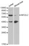 Nuclear Factor, Erythroid 2 Like 2 antibody, abx001156, Abbexa, Western Blot image 