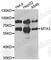 Metastasis Associated 1 Family Member 3 antibody, A6660, ABclonal Technology, Western Blot image 