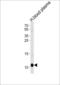 Apolipoprotein A2 antibody, LS-C344588, Lifespan Biosciences, Western Blot image 