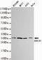 Aldose reductase antibody, LS-C178285, Lifespan Biosciences, Western Blot image 