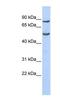 Pogo Transposable Element Derived With KRAB Domain antibody, NBP1-80337, Novus Biologicals, Western Blot image 