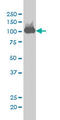 Chromosome Segregation 1 Like antibody, LS-C104925, Lifespan Biosciences, Western Blot image 