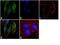 Apelin Receptor antibody, 702069, Invitrogen Antibodies, Immunofluorescence image 
