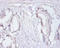 Replication Protein A3 antibody, LS-C211480, Lifespan Biosciences, Immunohistochemistry paraffin image 