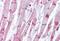 Actinin Alpha 2 antibody, MBS247358, MyBioSource, Immunohistochemistry paraffin image 
