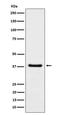 Heparin Binding Growth Factor antibody, M01057-1, Boster Biological Technology, Western Blot image 
