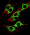 Serine/threonine-protein kinase PINK1, mitochondrial antibody, M00201, Boster Biological Technology, Immunofluorescence image 