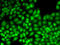 JunB Proto-Oncogene, AP-1 Transcription Factor Subunit antibody, LS-C346076, Lifespan Biosciences, Immunofluorescence image 